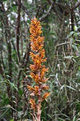 Cipuropsis hospitalis