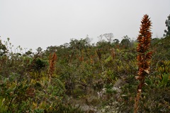 Cipuropsis hospitalis