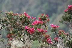 Bejaria