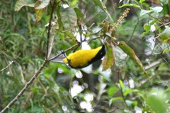 Anisognathus melanogenys