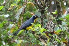 Anisognathus melanogenys