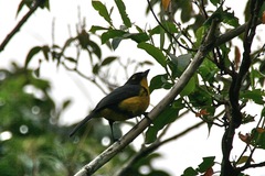 Anisognathus melanogenys