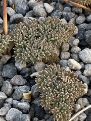 Cymopterus cinerarius