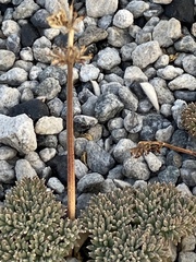 Cymopterus cinerarius