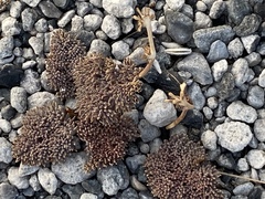 Cymopterus cinerarius