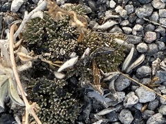 Cymopterus cinerarius
