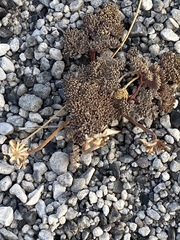 Cymopterus cinerarius