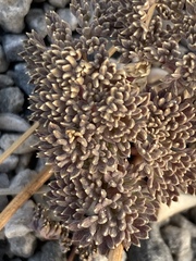 Cymopterus cinerarius