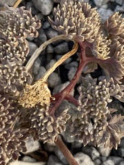 Cymopterus cinerarius