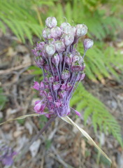 Allium carinatum pulchellum