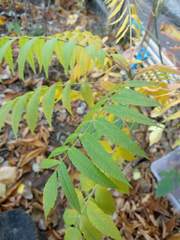 Rhus typhina