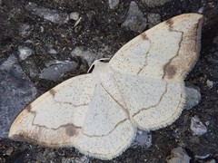 Lomographa simplicior