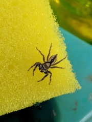 Menemerus bivittatus