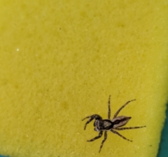 Menemerus bivittatus