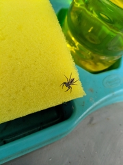 Menemerus bivittatus