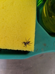 Menemerus bivittatus