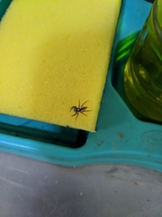 Menemerus bivittatus