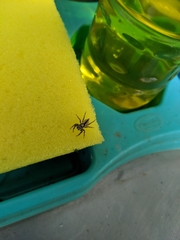 Menemerus bivittatus