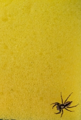 Menemerus bivittatus