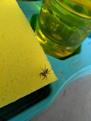 Menemerus bivittatus