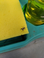 Menemerus bivittatus