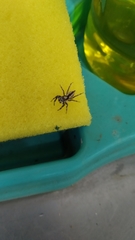 Menemerus bivittatus