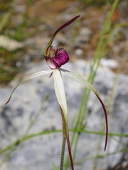 Caladenia colorata