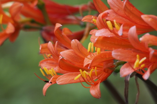 Orange spider lily (Lycoris sanguinea)