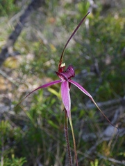Caladenia colorata