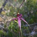Colourful Spider-Orchid - Photo (c) johneichler, some rights reserved (CC BY-NC), uploaded by johneichler