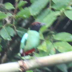 Pitta sordida cucullata