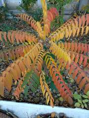 Rhus