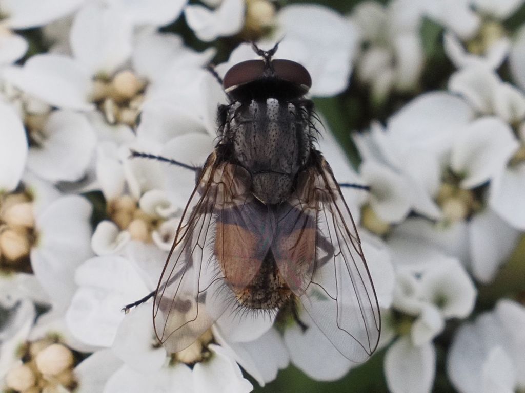 Face fly (Musca autumnalis)