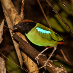 Pitta sordida cucullata