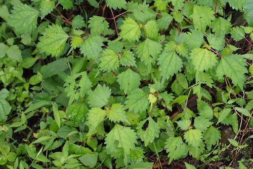 Image of Spicate Falsenettle (Boehmeria spicata) by (c) harum.koh, some rights reserved (CC BY-SA)