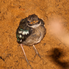 Pitta sordida cucullata