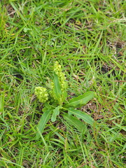 Rumex japonicus