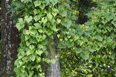 Dioscorea tokoro