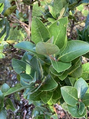 Laurus azorica