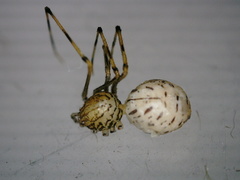 Scytodes pallida
