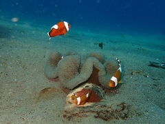 Amphiprion polymnus