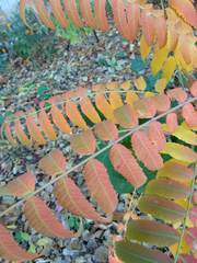 Rhus