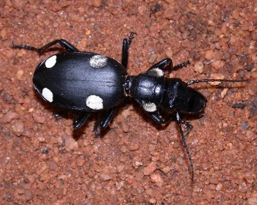 Six-spot ground beetle photo 3