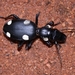 Six-spot Ground Beetle - Photo (c) School of Ecology and Conservation <kchandra58 at yahoo.co.in>, some rights reserved (CC BY)