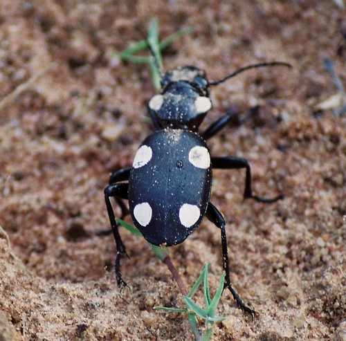 Six-spot ground beetle photo 5