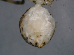 Scytodes pallida