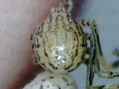 Scytodes pallida