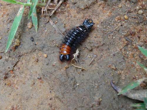 Six-spot ground beetle photo 4