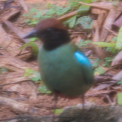 Pitta sordida cucullata