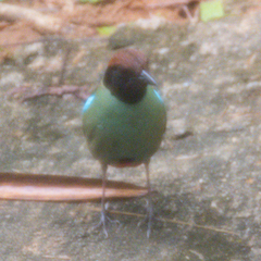 Pitta sordida cucullata